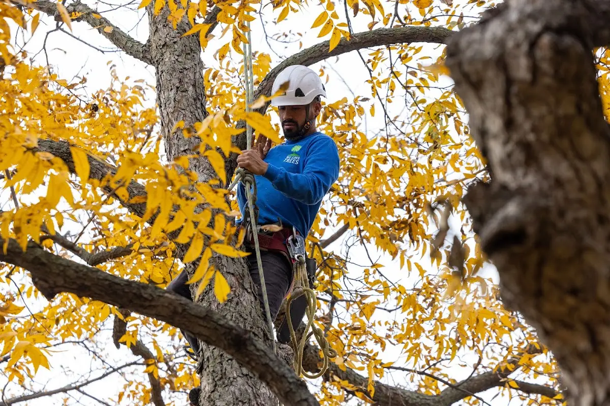 Skilled Storm Damage Cleanup crew working in Epsom